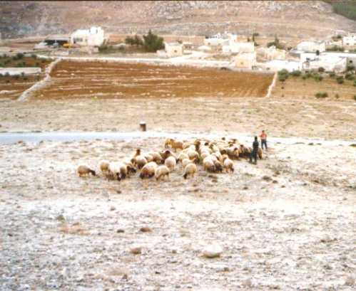 Shepherds near Bethlehem Photo taken by Robert Lee Foster